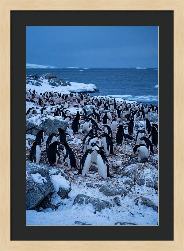 Adelie Penguin Colony On Rocks