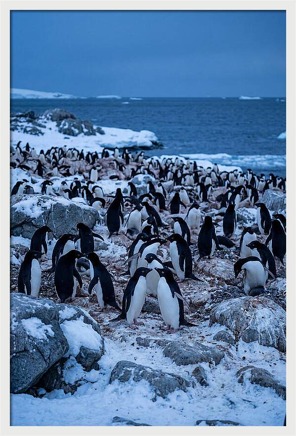 Adelie Penguin Colony On Rocks