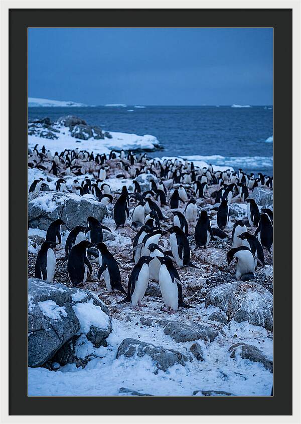 Adelie Penguin Colony On Rocks