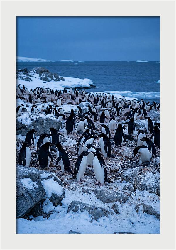 Adelie Penguin Colony On Rocks