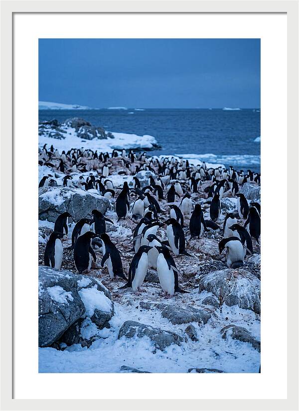 Adelie Penguin Colony On Rocks