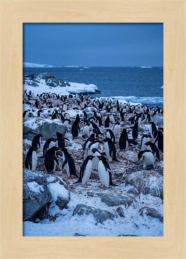 Adelie Penguin Colony On Rocks