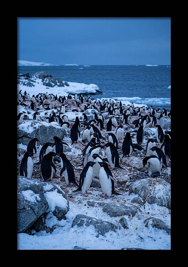 Adelie Penguin Colony On Rocks