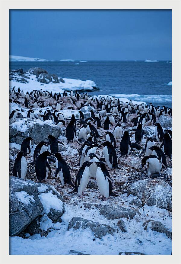 Adelie Penguin Colony On Rocks