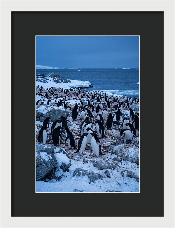 Adelie Penguin Colony On Rocks