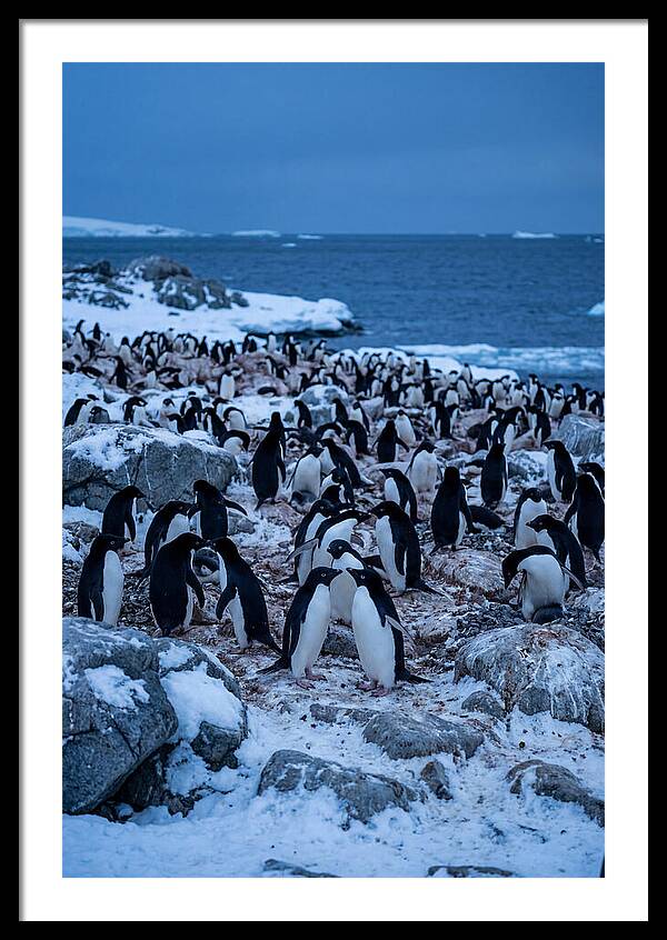 Adelie Penguin Colony On Rocks