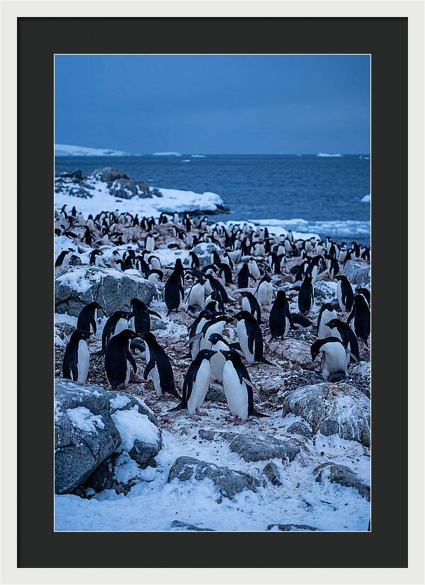 Adelie Penguin Colony On Rocks