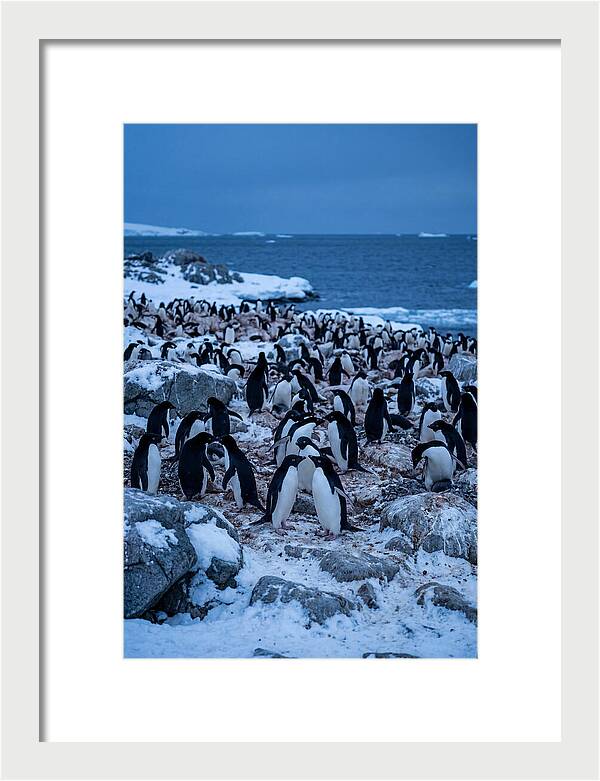 Adelie Penguin Colony On Rocks