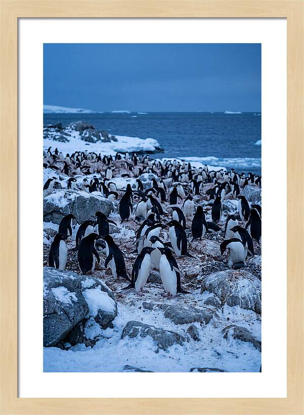 Adelie Penguin Colony On Rocks