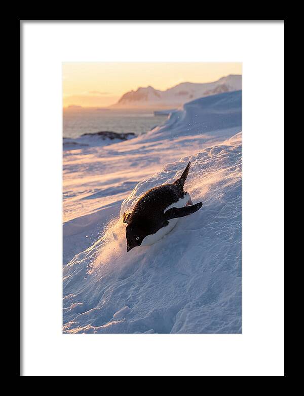 Adelie Penguin Tobogganing
