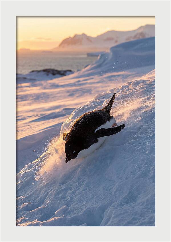 Adelie Penguin Tobogganing