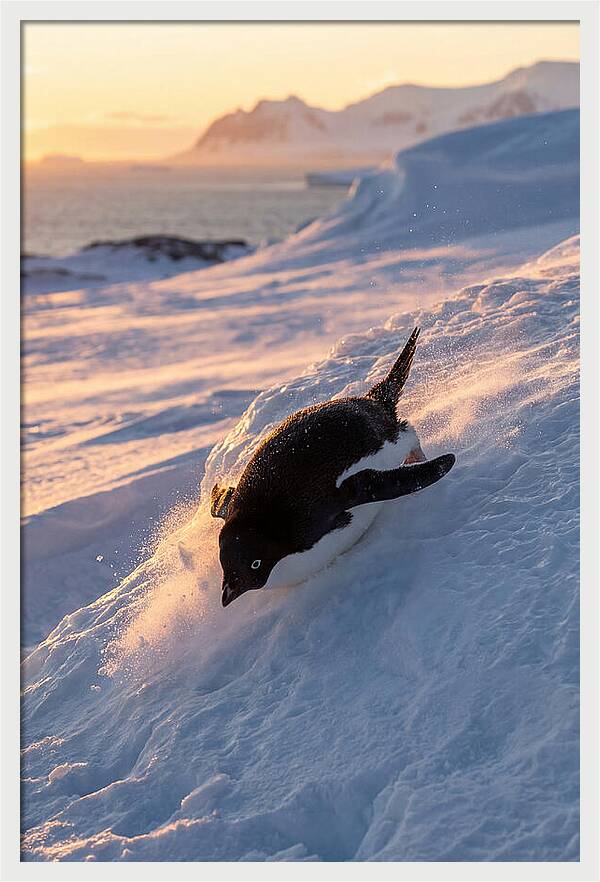Adelie Penguin Tobogganing