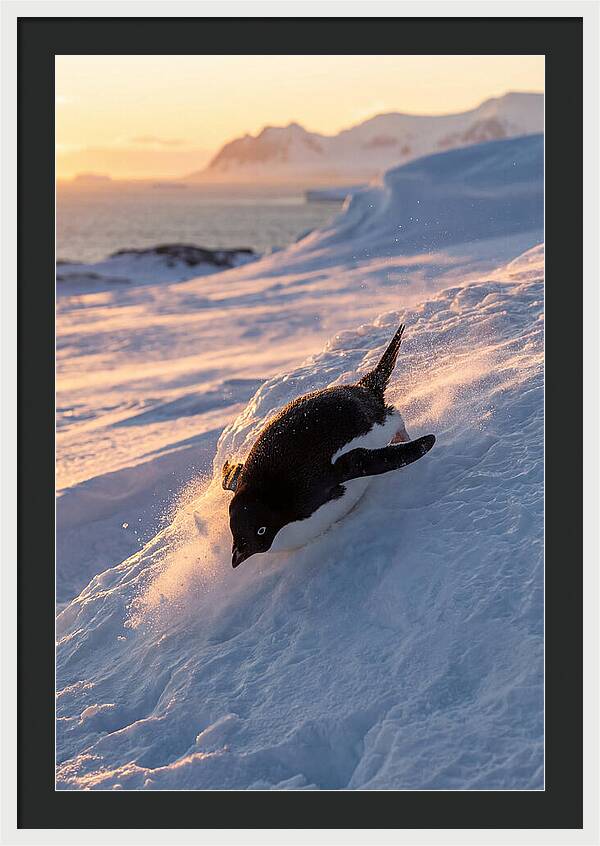 Adelie Penguin Tobogganing