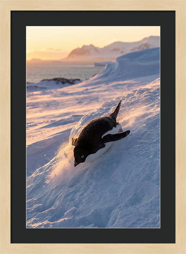 Adelie Penguin Tobogganing