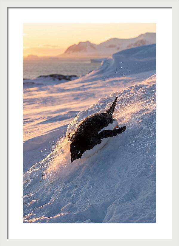 Adelie Penguin Tobogganing