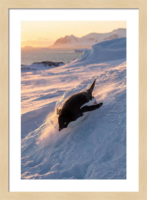 Adelie Penguin Tobogganing