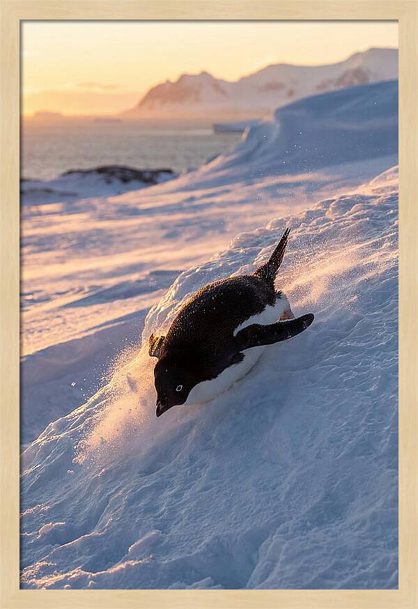 Adelie Penguin Tobogganing