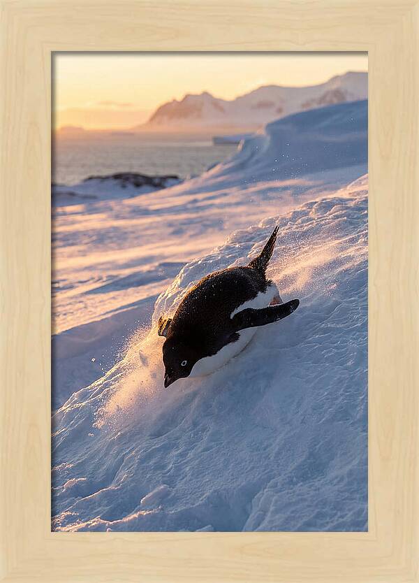 Adelie Penguin Tobogganing