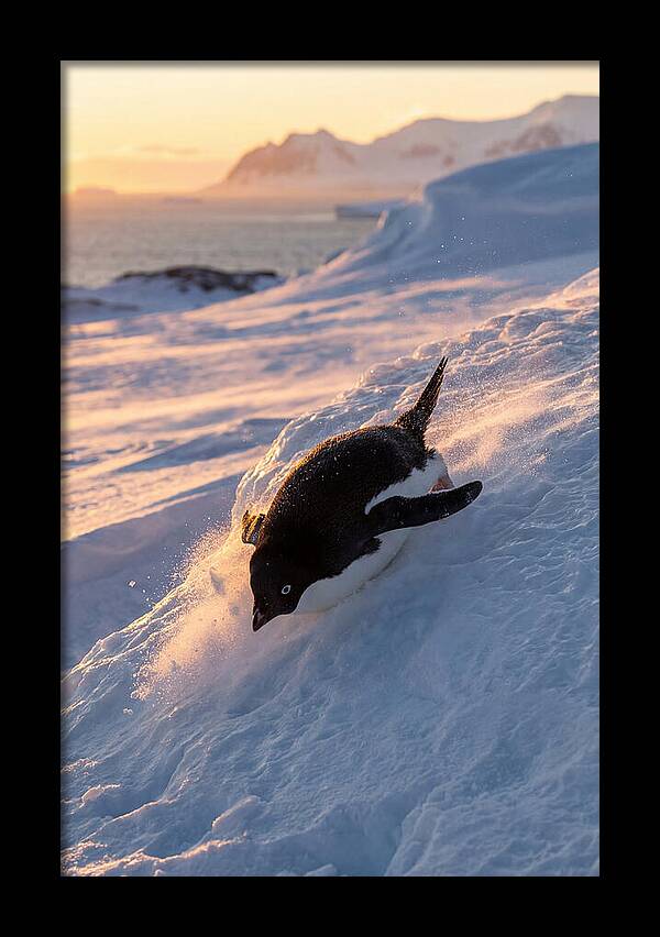Adelie Penguin Tobogganing