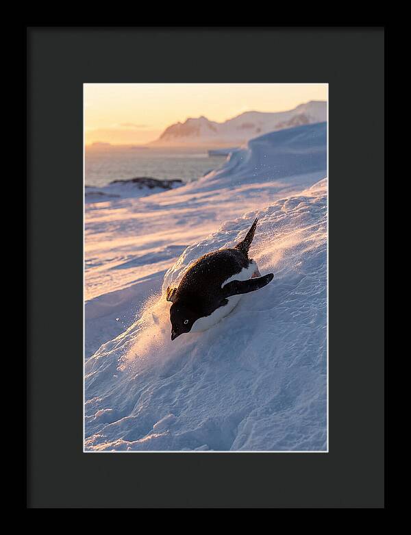 Adelie Penguin Tobogganing