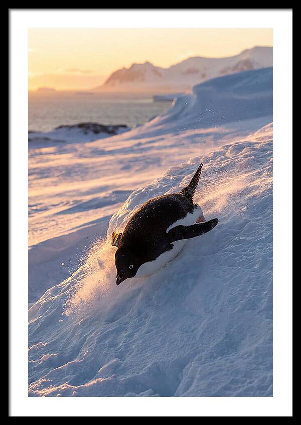 Adelie Penguin Tobogganing