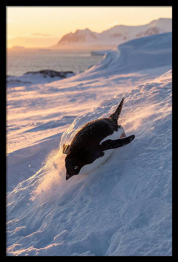 Adelie Penguin Tobogganing