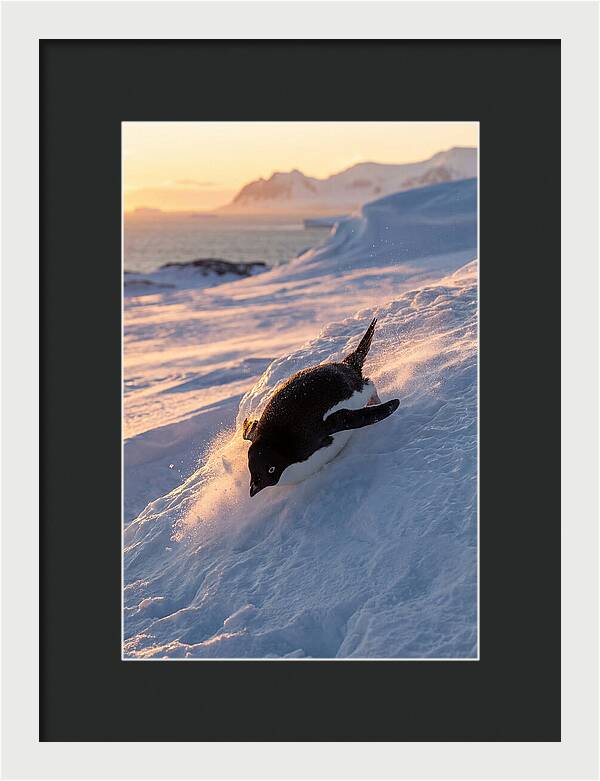 Adelie Penguin Tobogganing