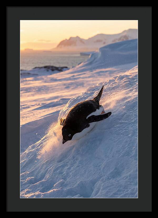 Adelie Penguin Tobogganing