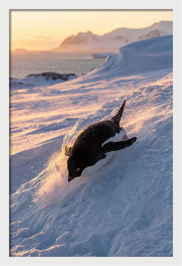 Adelie Penguin Tobogganing