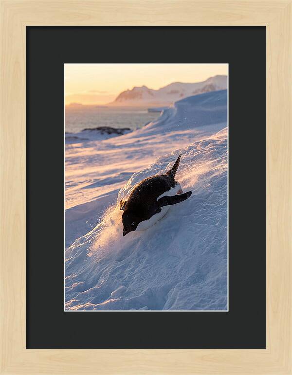 Adelie Penguin Tobogganing