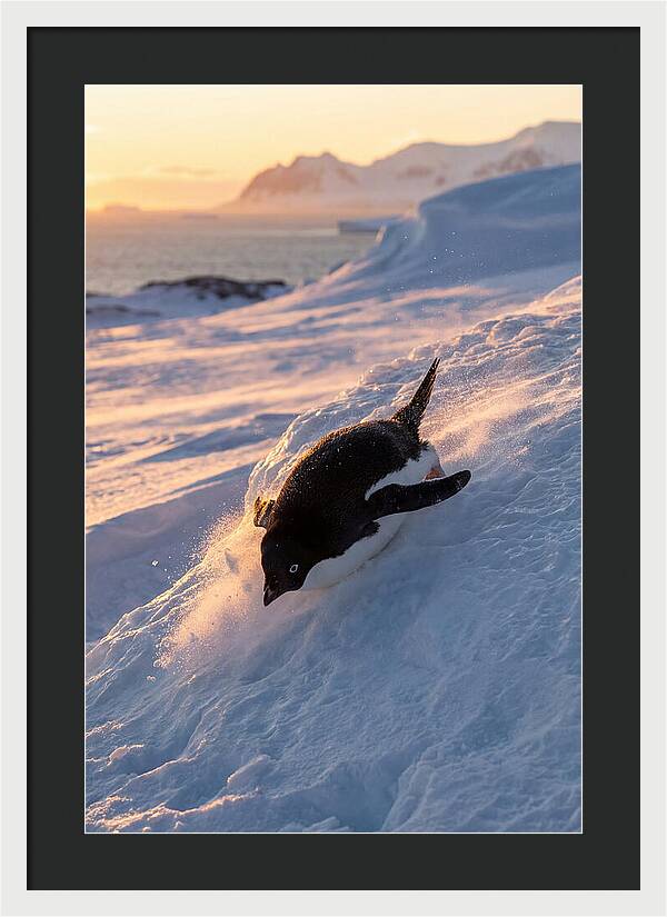 Adelie Penguin Tobogganing