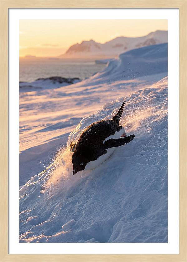 Adelie Penguin Tobogganing