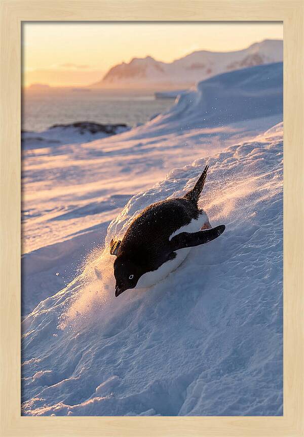 Adelie Penguin Tobogganing
