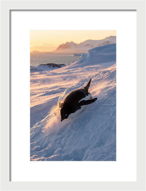 Adelie Penguin Tobogganing