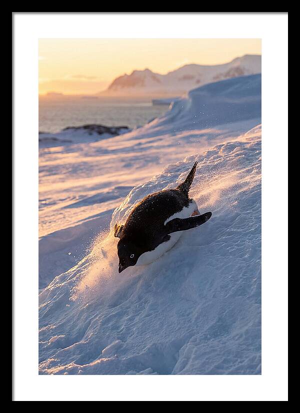 Adelie Penguin Tobogganing