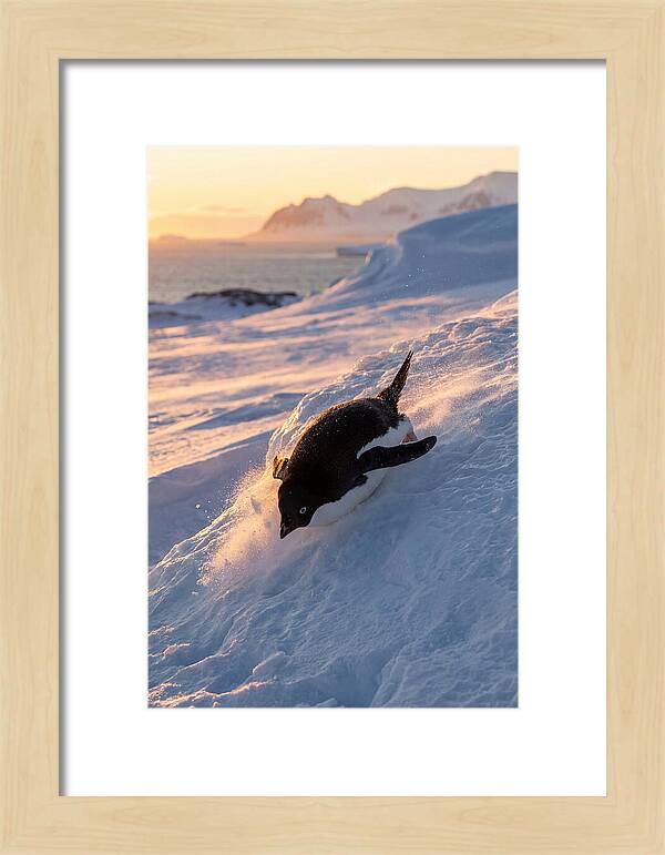 Adelie Penguin Tobogganing