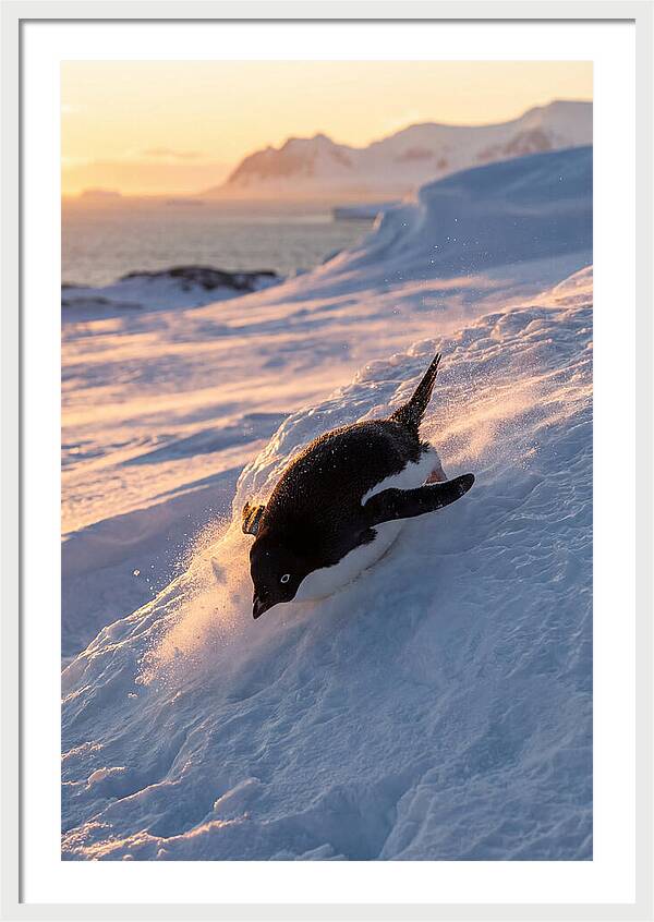 Adelie Penguin Tobogganing