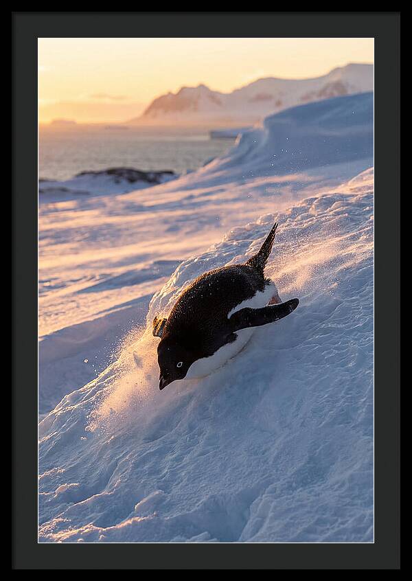 Adelie Penguin Tobogganing