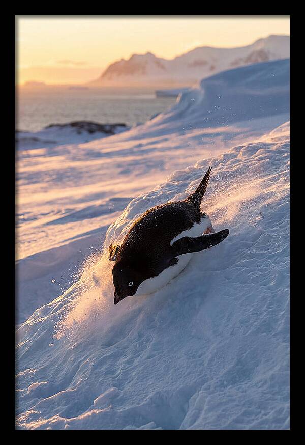 Adelie Penguin Tobogganing