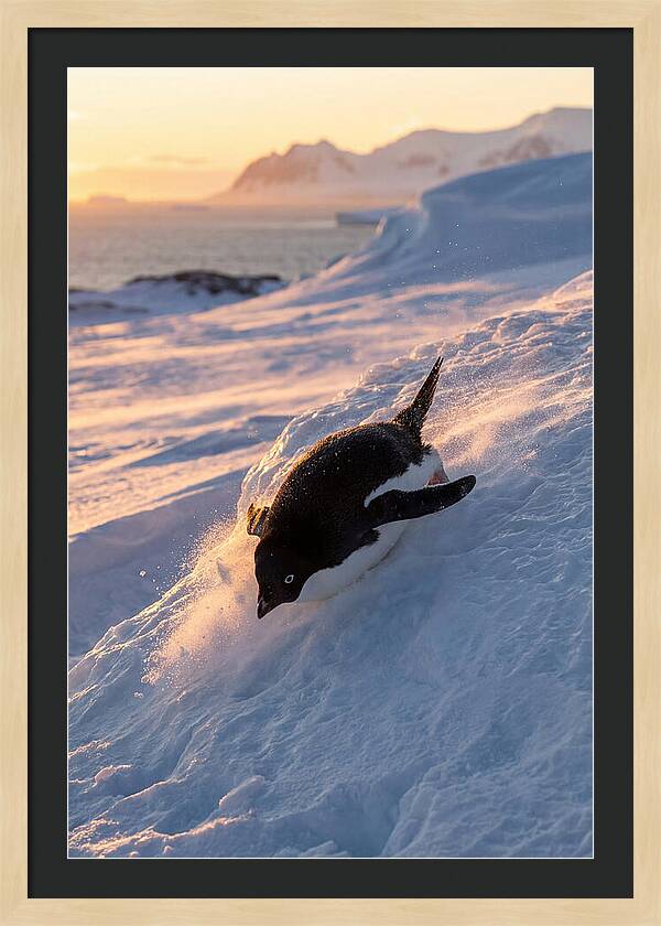Adelie Penguin Tobogganing