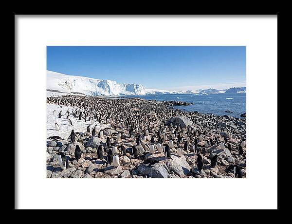 Adelie Penguins Nesting Among Rocks