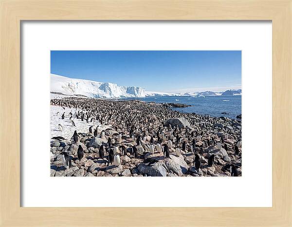 Adelie Penguins Nesting Among Rocks
