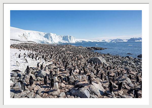 Adelie Penguins Nesting Among Rocks