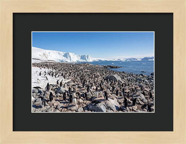 Adelie Penguins Nesting Among Rocks
