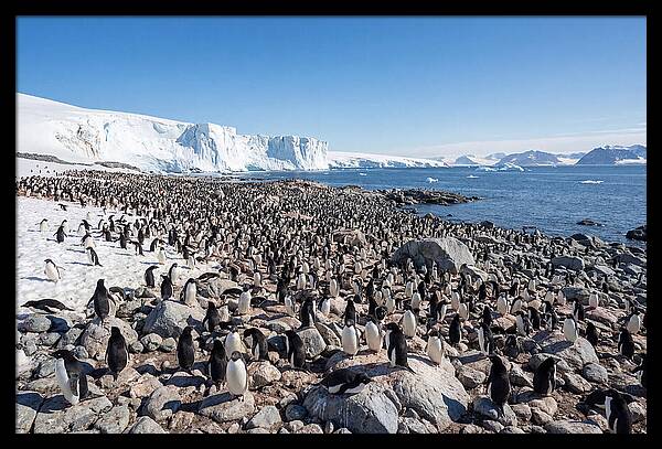 Adelie Penguins Nesting Among Rocks