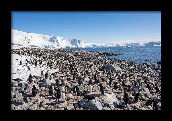 Adelie Penguins Nesting Among Rocks