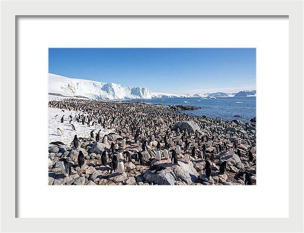 Adelie Penguins Nesting Among Rocks