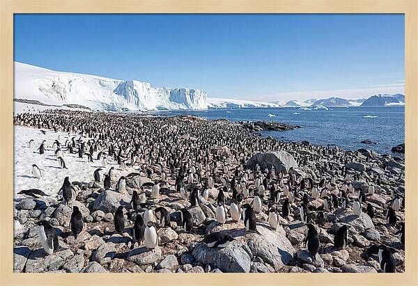 Adelie Penguins Nesting Among Rocks