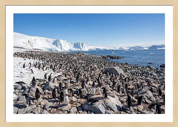 Adelie Penguins Nesting Among Rocks