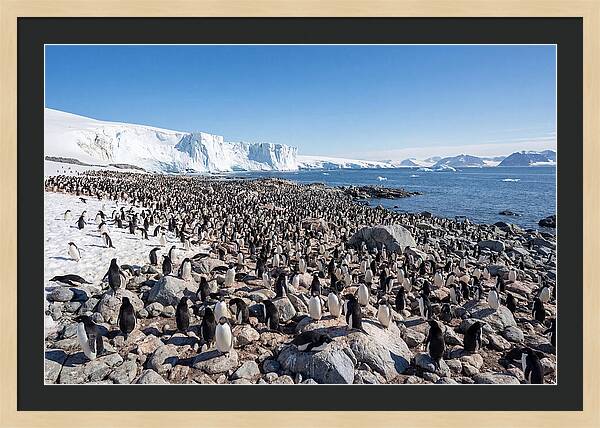 Adelie Penguins Nesting Among Rocks
